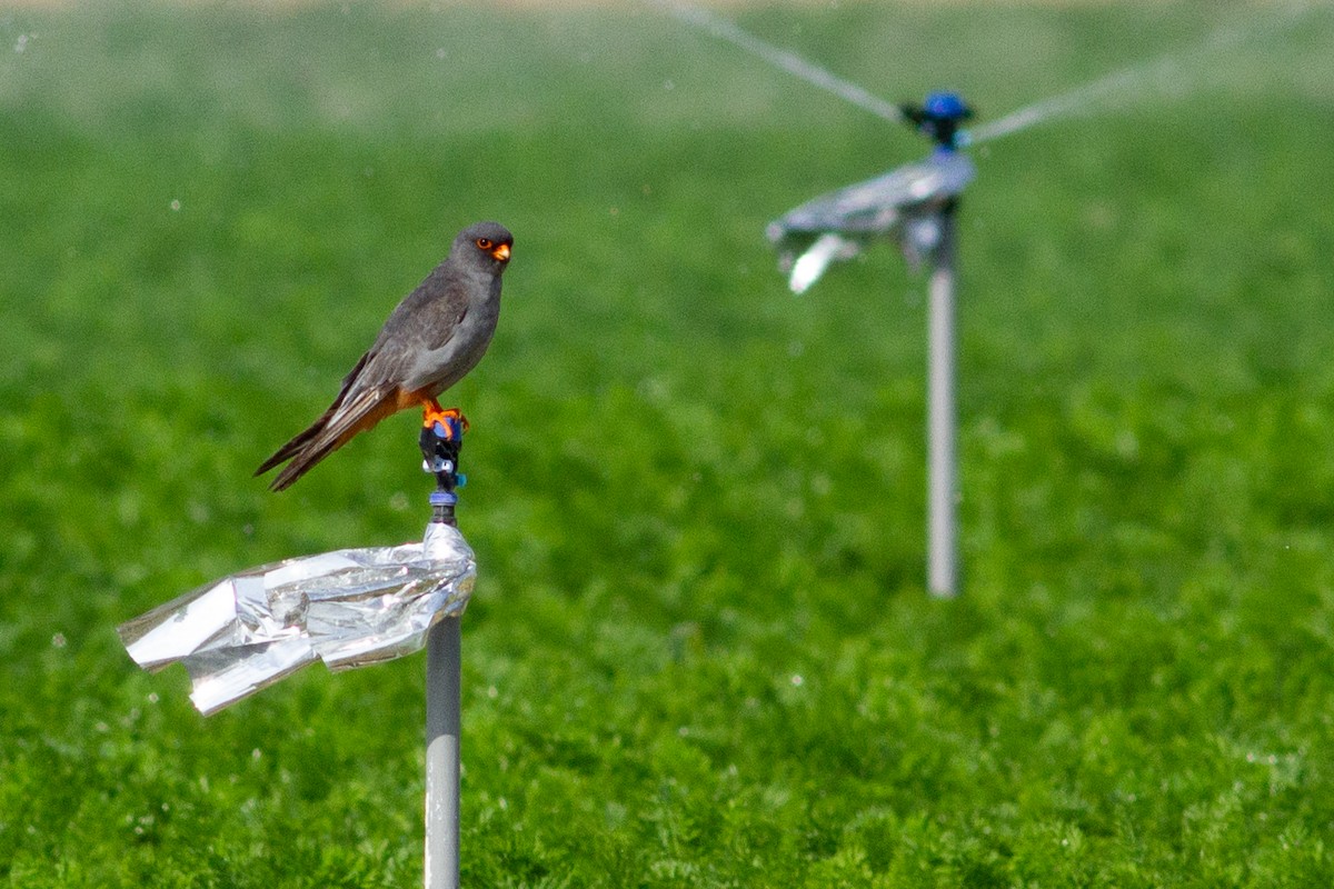 Red-footed Falcon - ML378942211