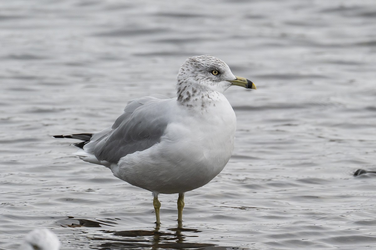 Ring-billed Gull - Frank King