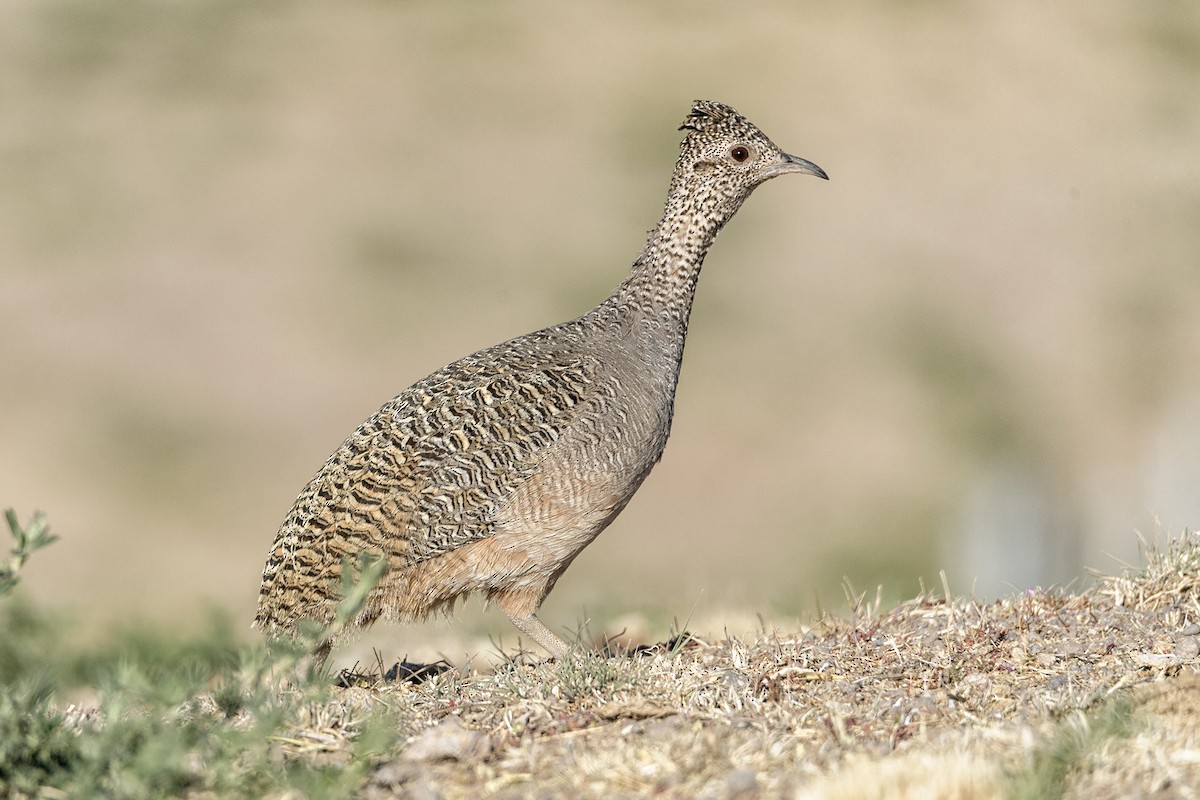 Ornate Tinamou - Jorge Valenzuela E.