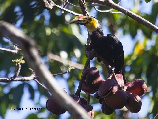 Sulawesi Hornbill (Sanford's) - ML378943811