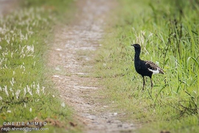 Bengal Florican - ML378944031