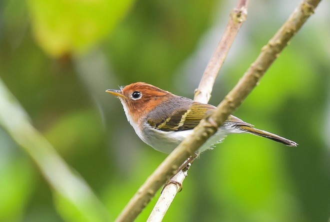 Sunda Warbler (Javan) - ML378944301