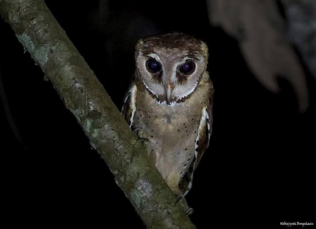 Oriental Bay-Owl - Nobajyoti Borgohain