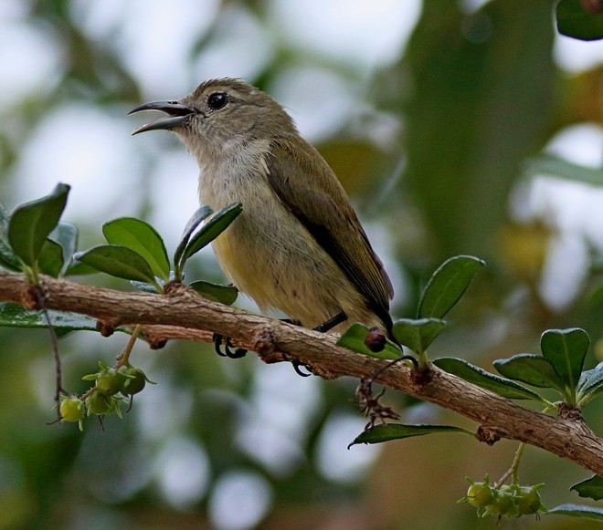 Andaman Flowerpecker - Manjusha Savant