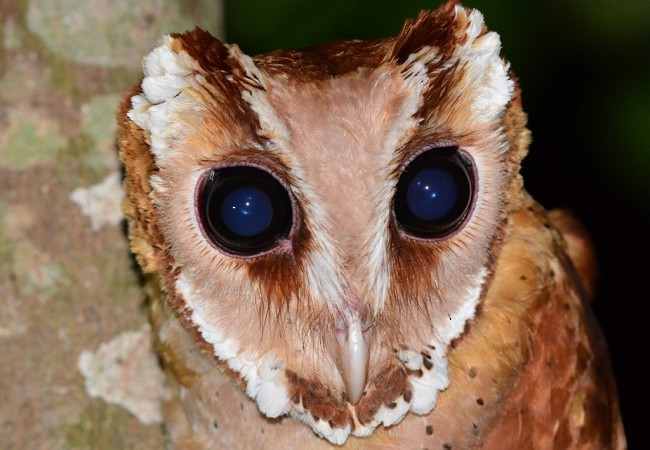 Oriental Bay-Owl - Koji  Tagi