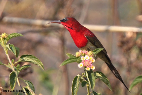 Crimson Sunbird (Goulpourah) - ML378946591