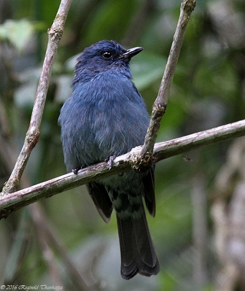 Nilgiri Flycatcher - ML378947371