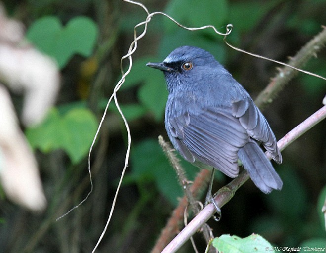 White-bellied Sholakili - ML378947491