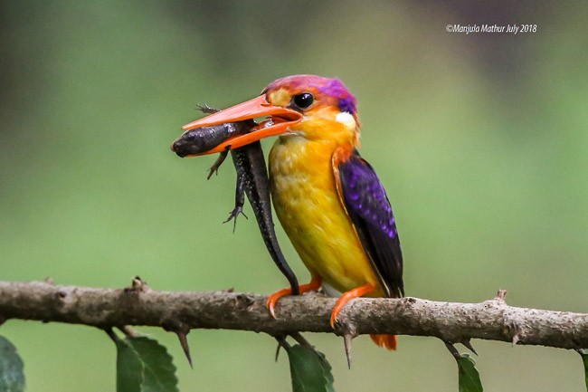 Black-backed Dwarf-Kingfisher - ML378947851