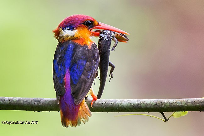 Black-backed Dwarf-Kingfisher - ML378947881