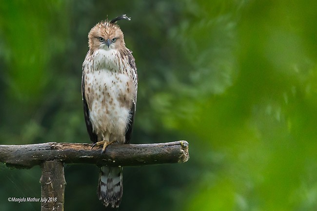 Changeable Hawk-Eagle (Crested) - ML378947891