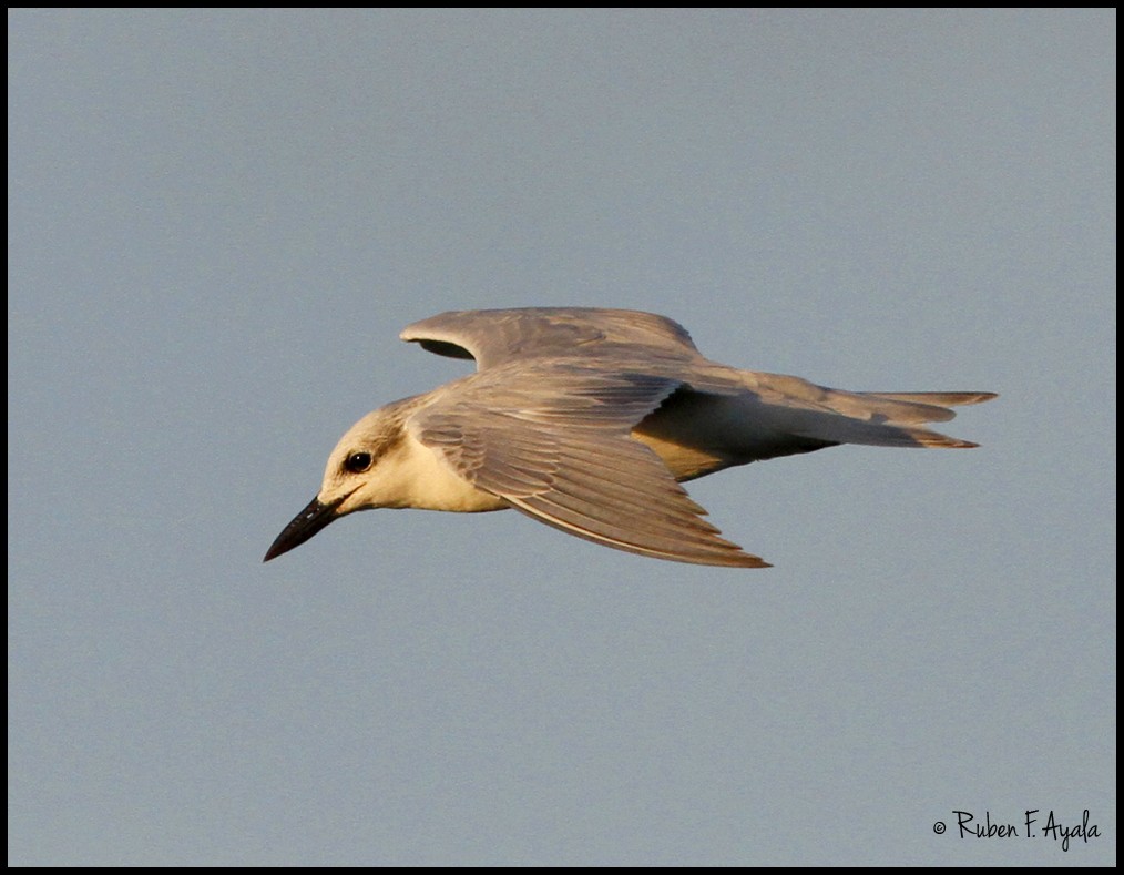 Gull-billed Tern - ML37894801