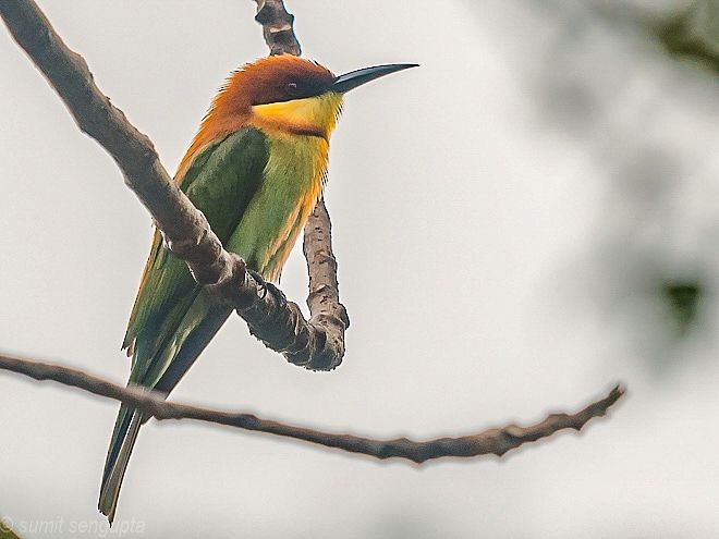 Chestnut-headed Bee-eater - Sumit  Sengupta