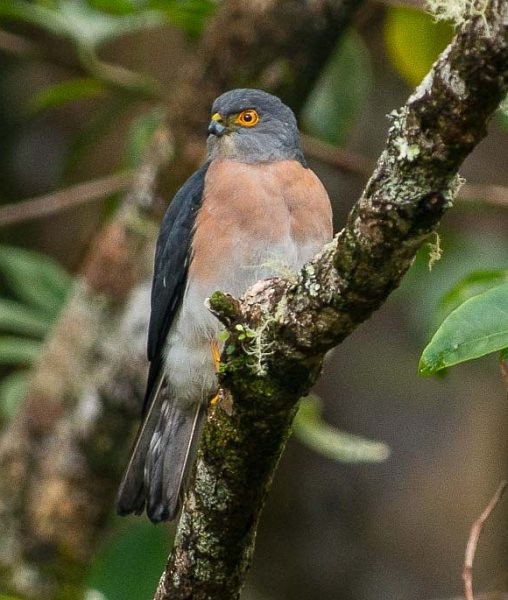 Small Sparrowhawk - ML378948341