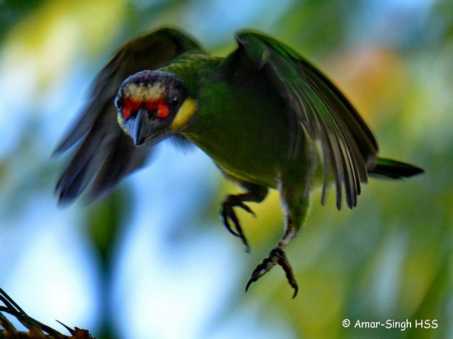 Gold-whiskered Barbet (Gold-faced) - ML378948461