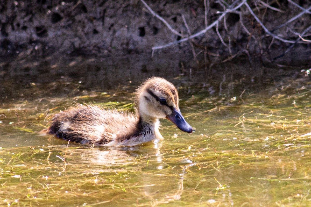 Mallard - David Hird