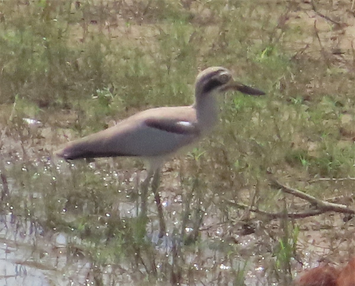 Great Thick-knee - ML378948961