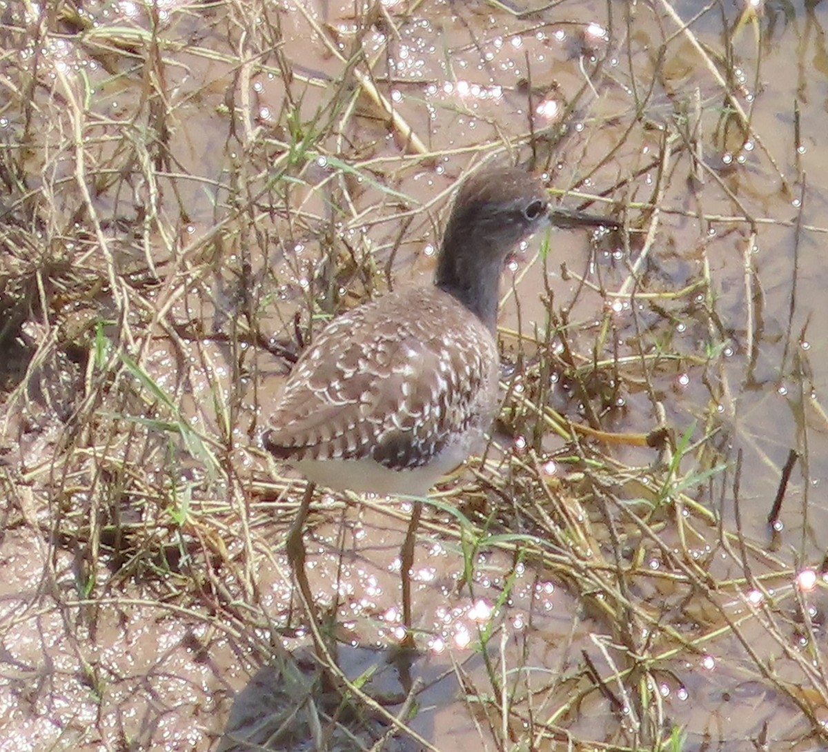 Wood Sandpiper - ML378949231
