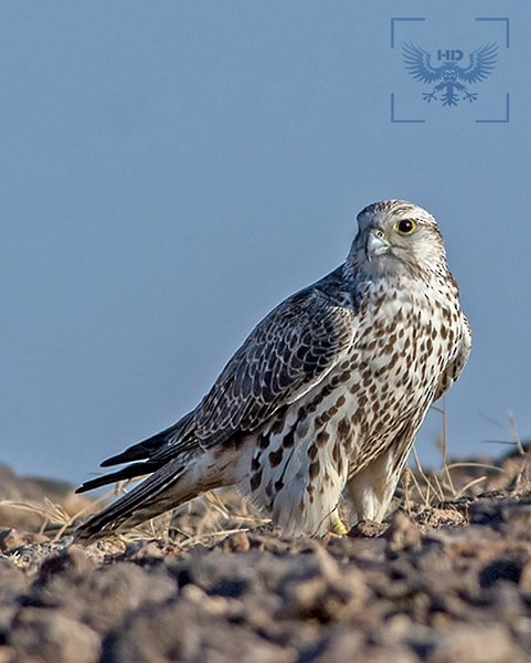Saker Falcon - ML378949291