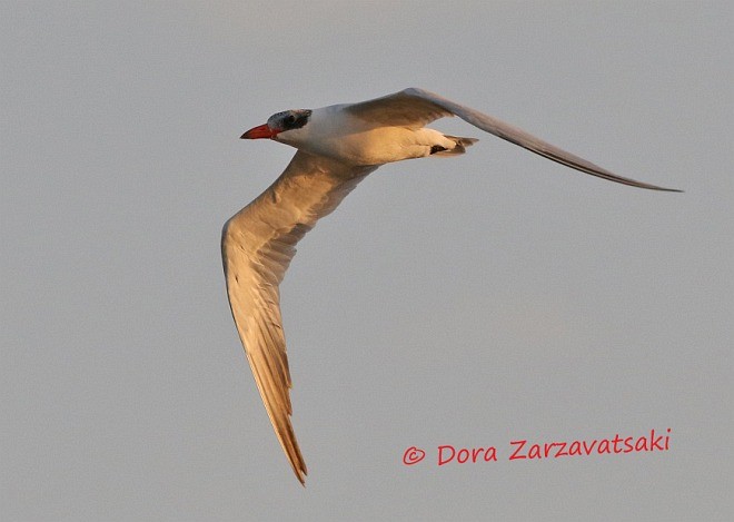 Caspian Tern - ML378949561