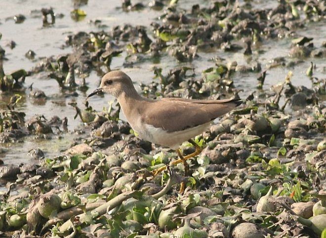 White-tailed Lapwing - ML378950411