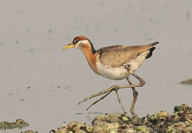 Bronze-winged Jacana - ML378950421