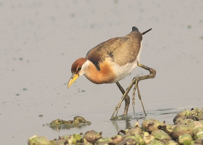 Bronze-winged Jacana - ML378950431