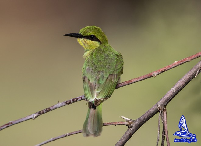 Asian Green Bee-eater - ML378952521
