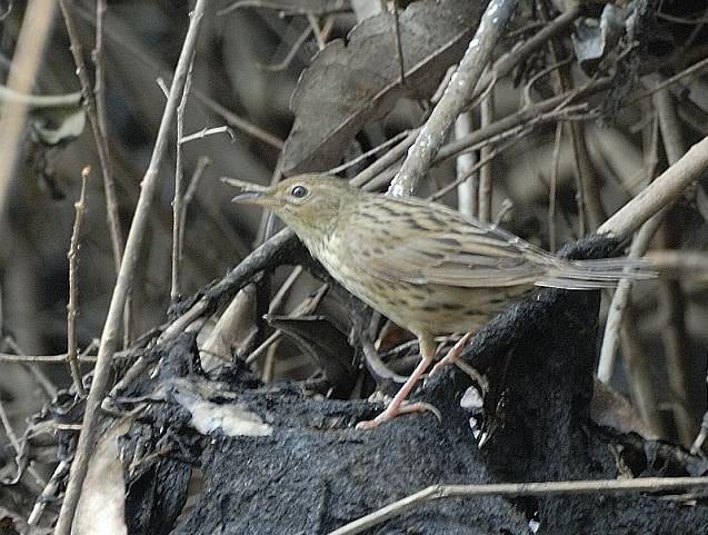 Lanceolated Warbler - ML378952661