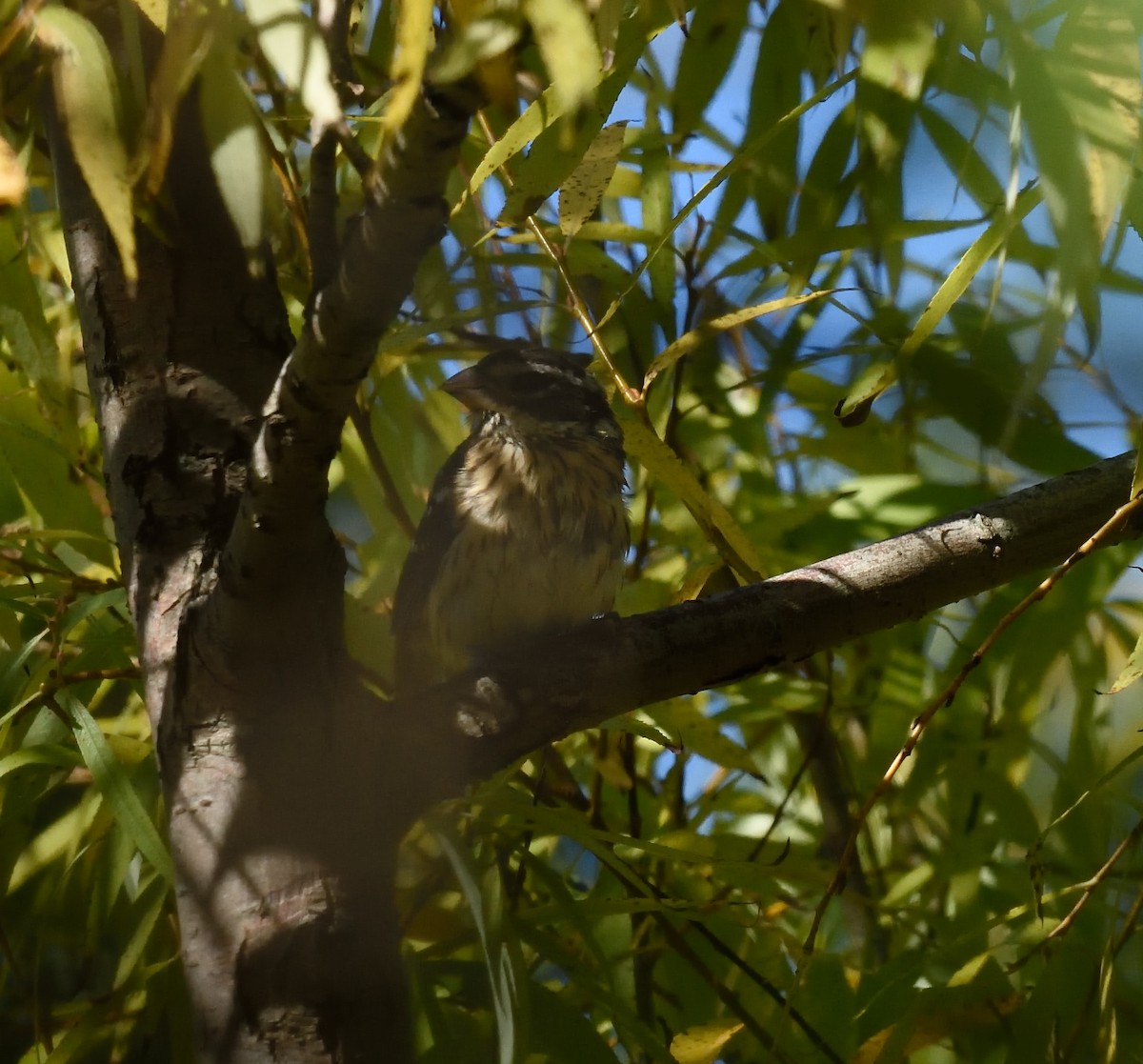 Rose-breasted Grosbeak - ML37895521