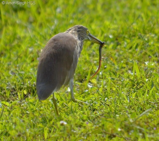 Chinese Pond-Heron - ML378955591