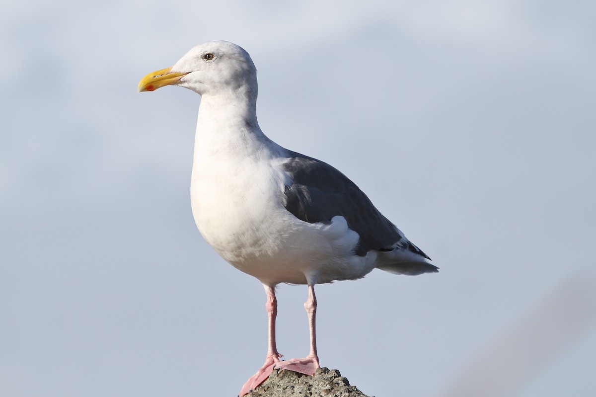 Western Gull - John F. Gatchet