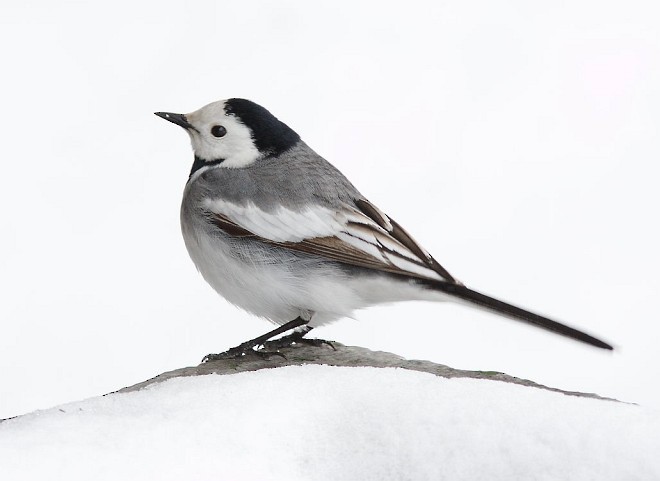 White Wagtail (Transbaikalian) - ML378956211