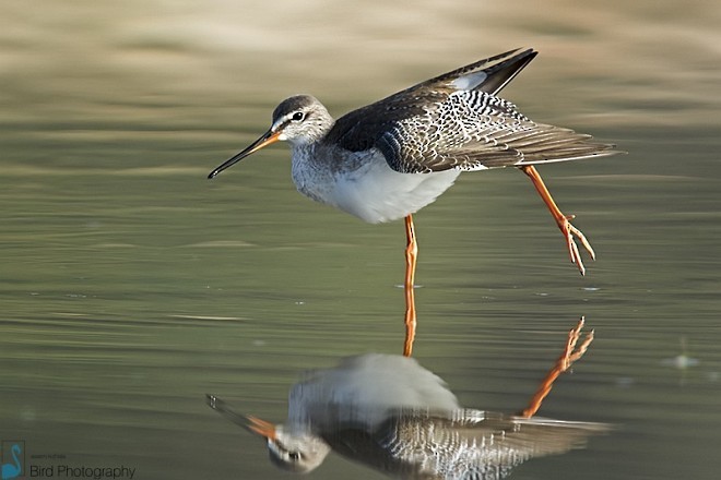 Spotted Redshank - ML378956951