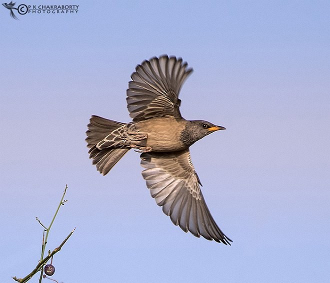 Rosy Starling - ML378957361