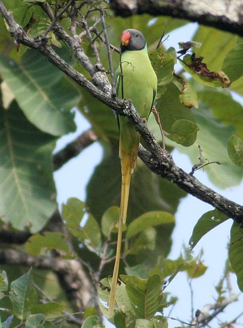 Gray-headed Parakeet - Peter Ericsson