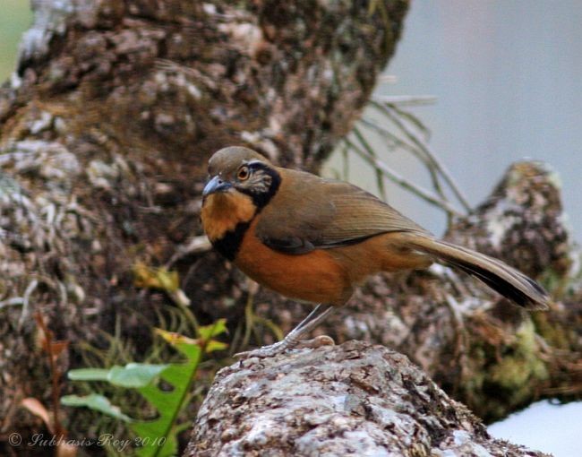 Greater Necklaced Laughingthrush - ML378957501