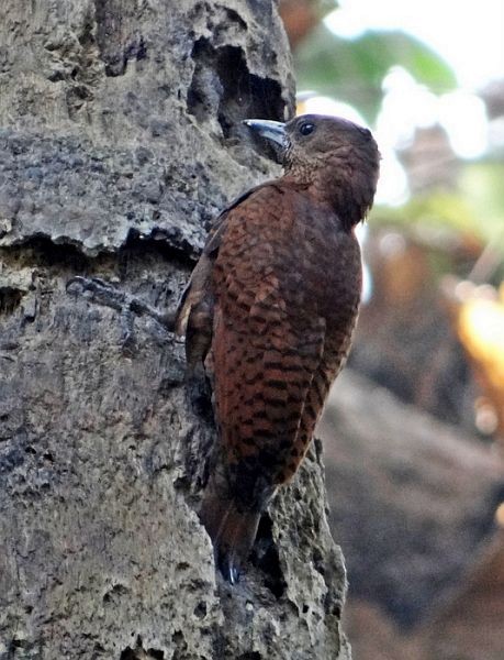 Rufous Woodpecker - Subrato Sanyal