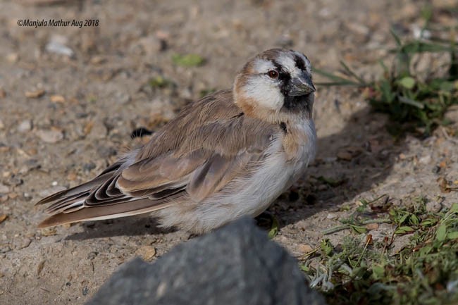 Blanford's Snowfinch - ML378957931