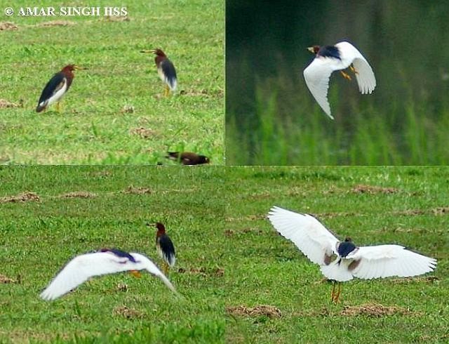 Chinese Pond-Heron - ML378958281