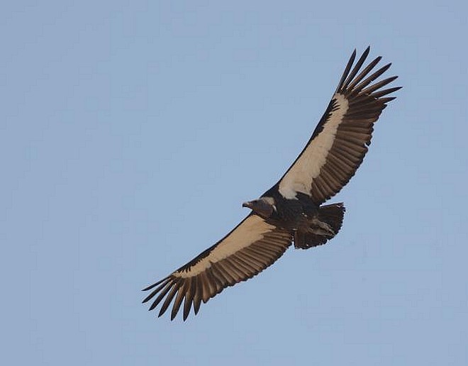 White-rumped Vulture - Prasad Ganpule