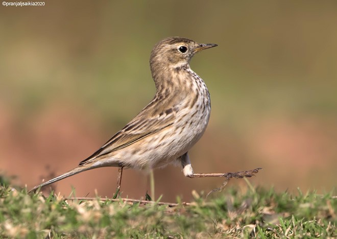 Water Pipit - ML378958671