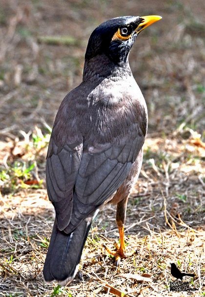 Common Myna - ML378958891