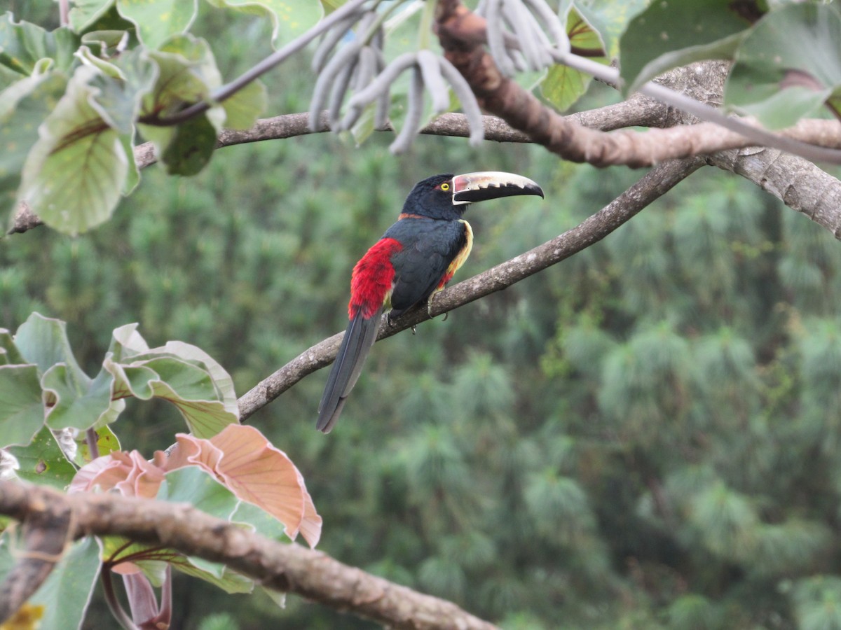 Collared Aracari - ML378958931