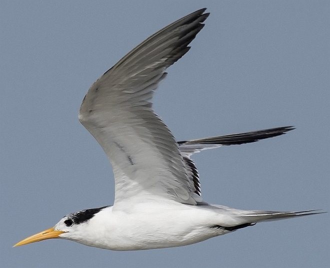 Lesser Crested Tern - ML378959701