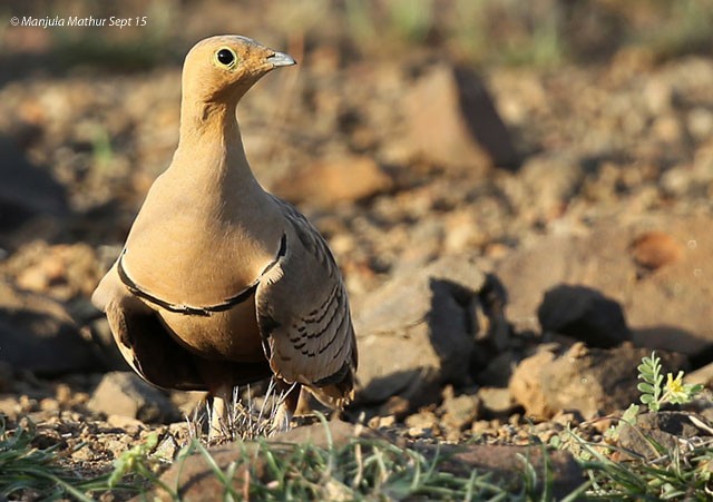 Chestnut-bellied Sandgrouse (Asian) - ML378959771