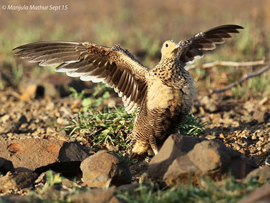 Chestnut-bellied Sandgrouse (Asian) - ML378959821