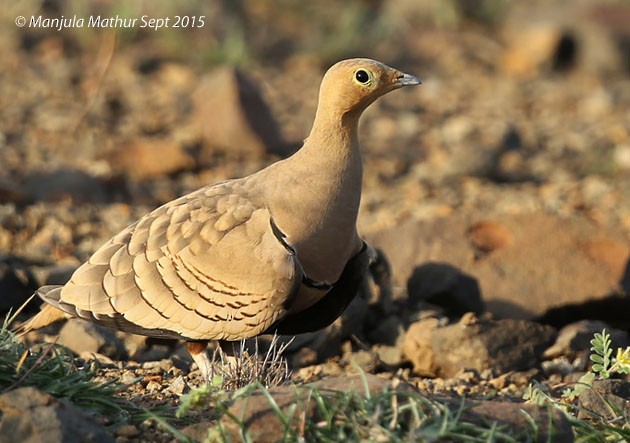 Chestnut-bellied Sandgrouse (Asian) - ML378959841