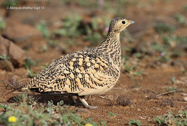 Chestnut-bellied Sandgrouse (Asian) - ML378959891