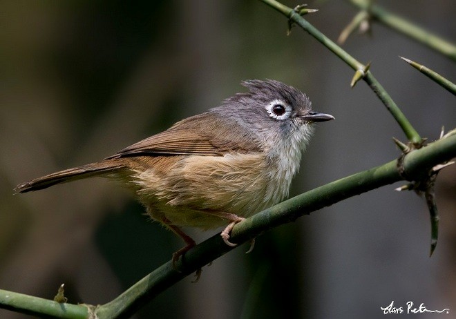 Morrison's Fulvetta - ML378960011